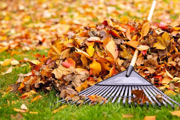 Cost of Leaves Removal in Saint Petersburg