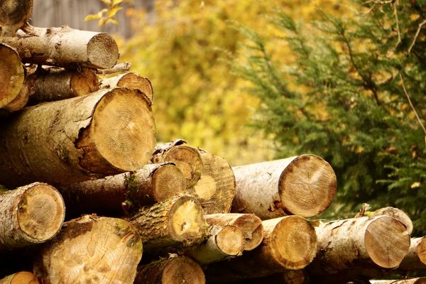 Cost of Wood Pile Removal in Saint Petersburg