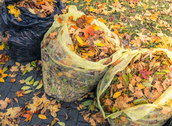 Cost of Yard Cleanup Service in Saint Petersburg