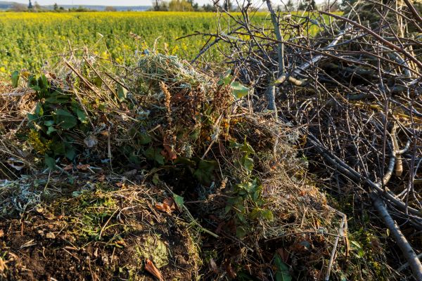 Cost of Brush Disposal in Saint Petersburg