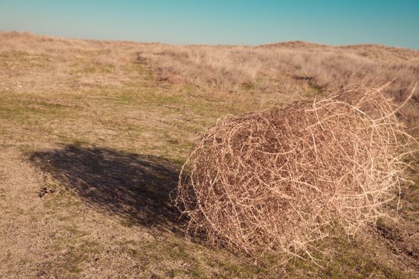 Cost of Tumbleweed Removal in Saint Petersburg