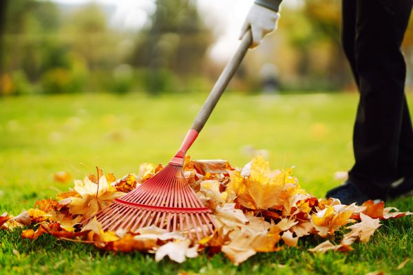 Cost of Ditch Leaf Removal in Saint Petersburg