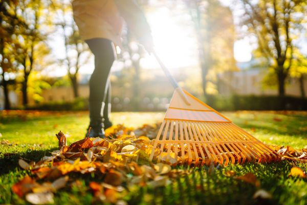 Cost of Leaves Raking in Saint Petersburg