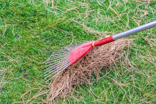 Cost of Yard Raking in Saint Petersburg