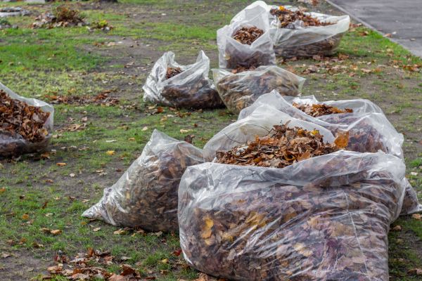 Cost of Leaf Pile Disposal in Saint Petersburg