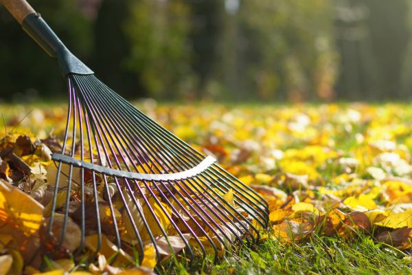 Cost of Leaf Removal in Saint Petersburg