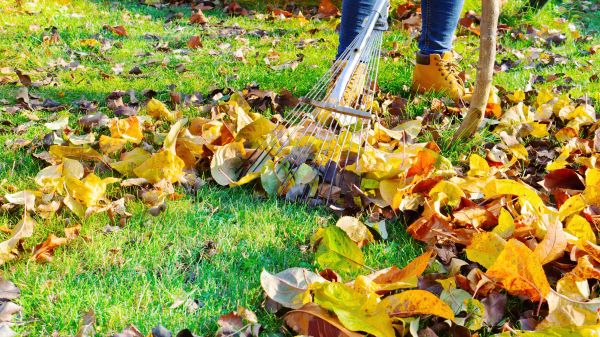 Cost of Lawn Cleanup Service in Saint Petersburg