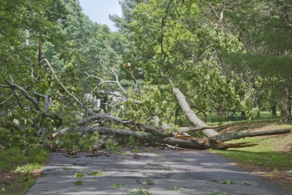 Cost of Tree Debris Removal in Saint Petersburg